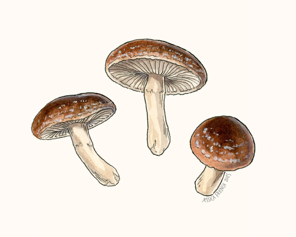 Three shiitake mushrooms, differently sized, with chestnut brown caps and long, woody stems.