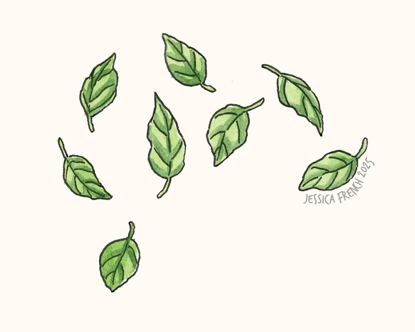 Basil leaves.