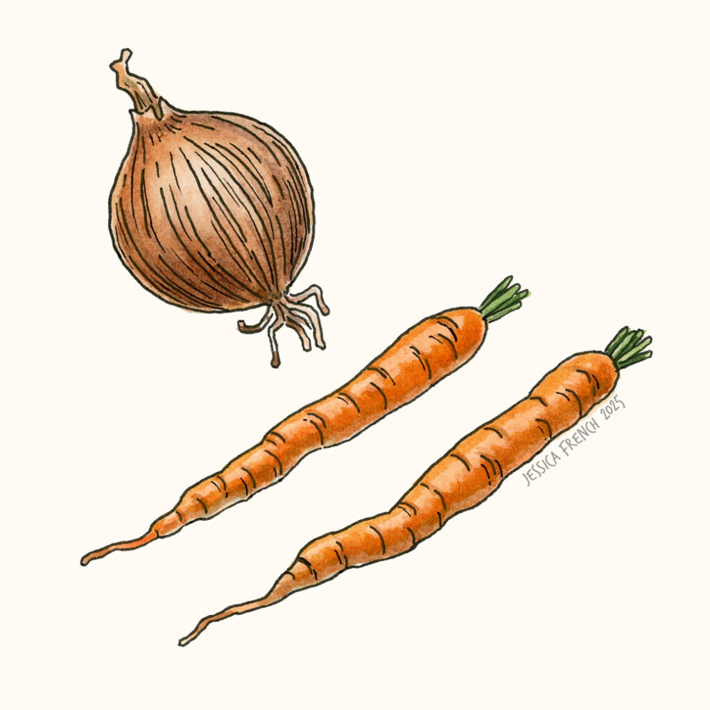 A yellow onion and two carrots.