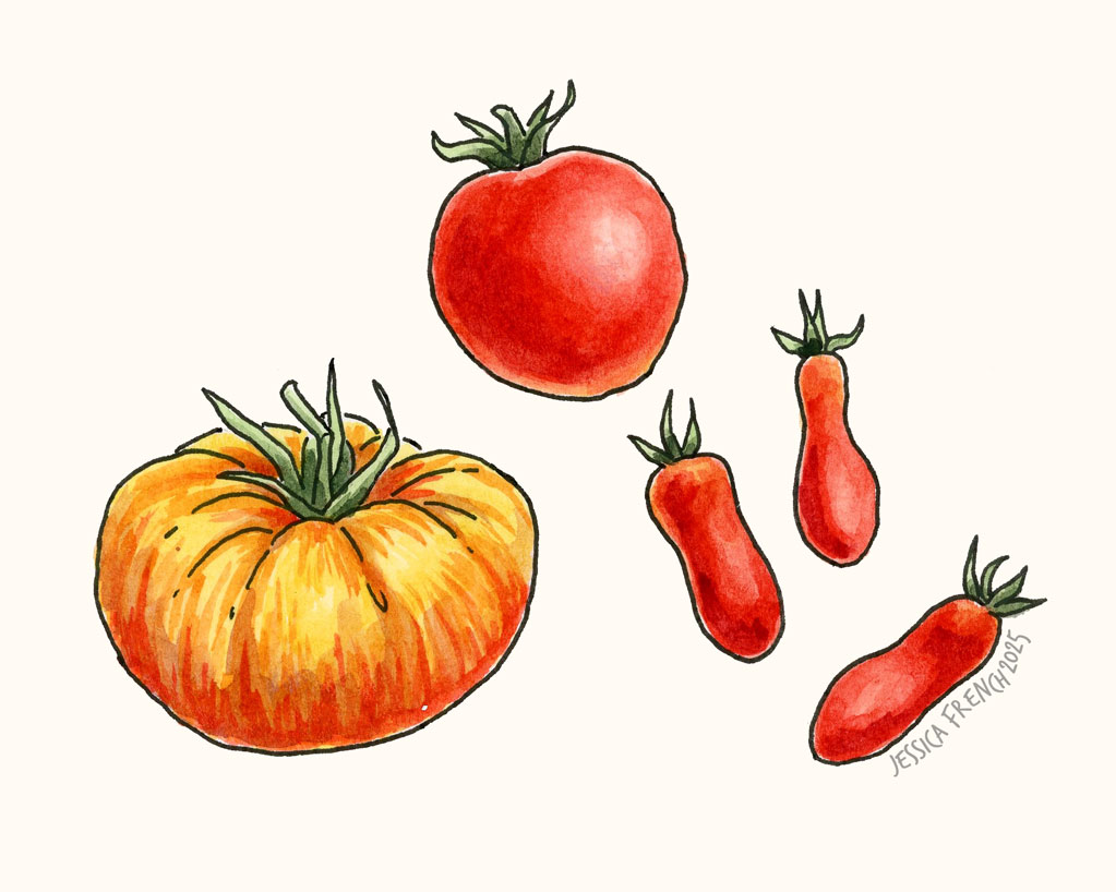 Different kinds of tomatoes--heirloom, slicing, and roma.