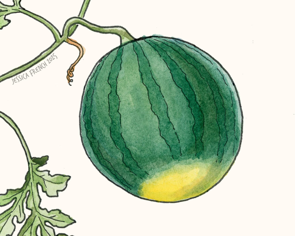 Close up of a ripe watermelon on a vine.