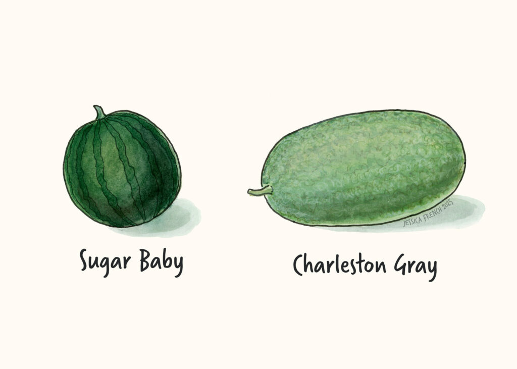 Two varieties of watermelon: Sugar Baby, which is small, round, and dark green. Charleston Gray, which is oblong and pale green.