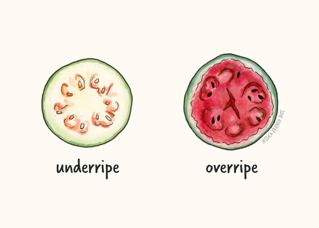 A cross section of watermelons, one underripe and pale, the other overripe, dark red, and cracked.