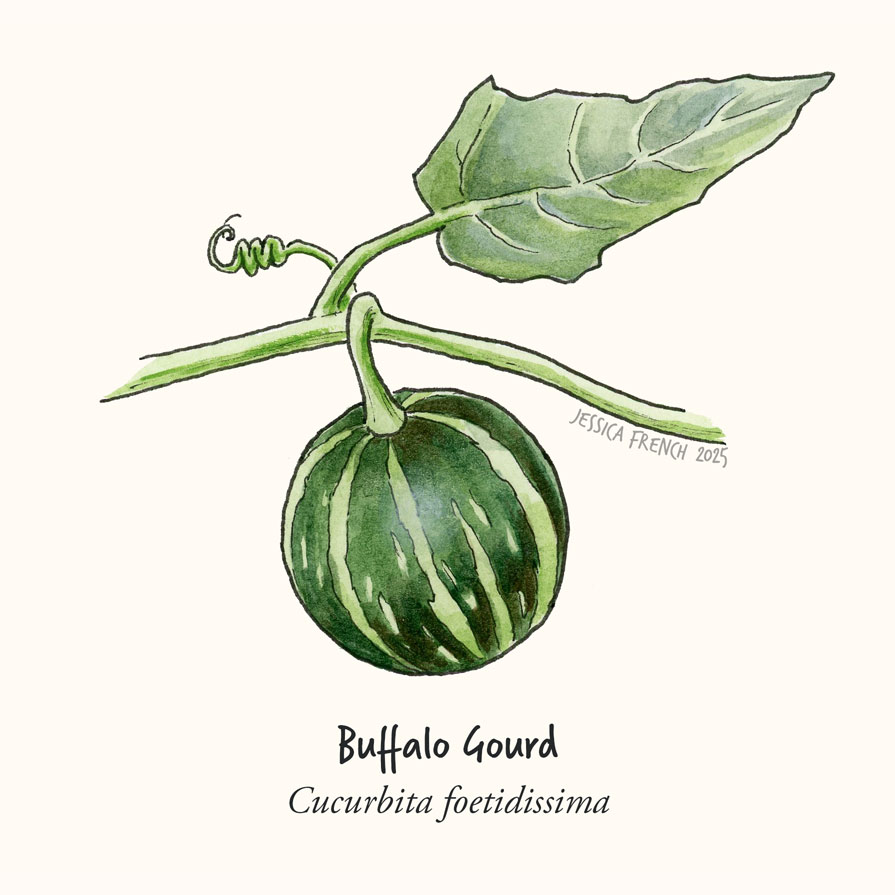 A buffalo gourd, a small round green striped squash. It's attached to a vine with a leaf.